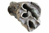 Fossil Woolly Rhino (Coelodonta) Tooth - Siberia #370961-2